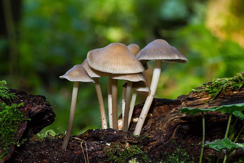 Woodland Fungus_Michael May.jpg